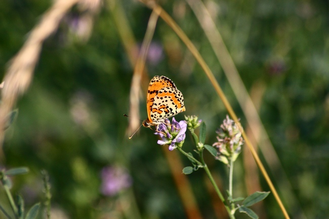 Melitae didyma o trivia?